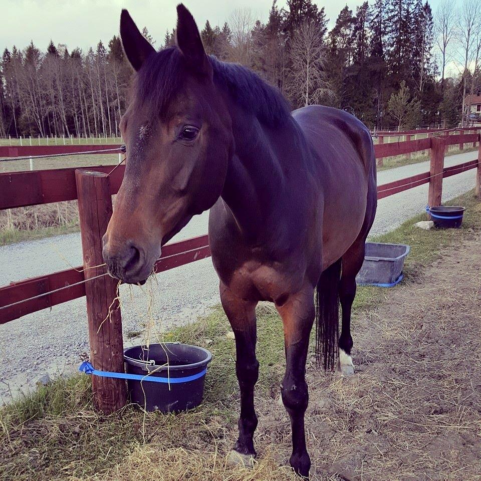 Dansk Varmblod Holmevangs Tess billede 9