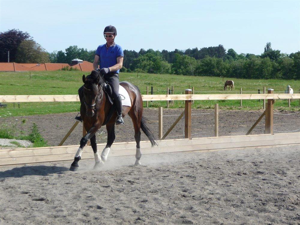 Dansk Varmblod Holmevangs Tess billede 13