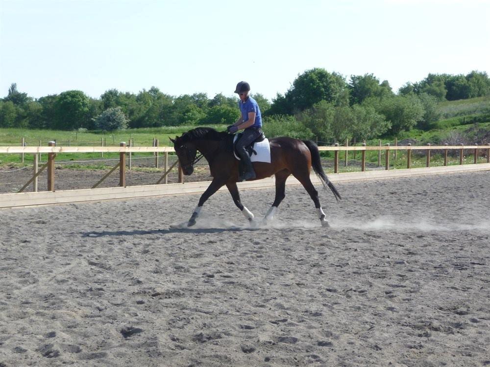 Dansk Varmblod Holmevangs Tess billede 14