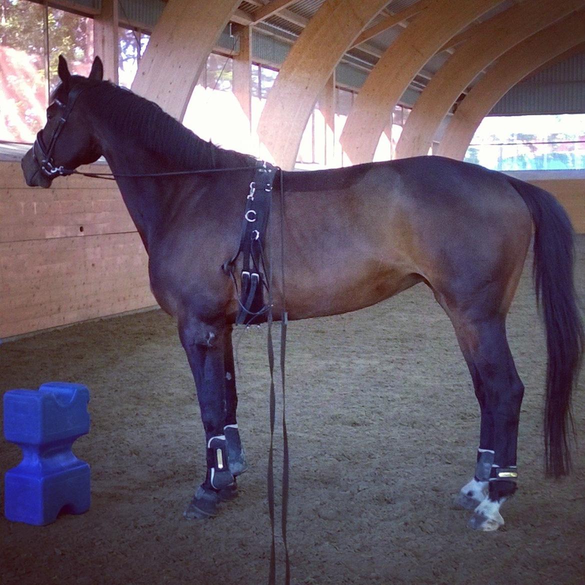 Dansk Varmblod Holmevangs Tess billede 18