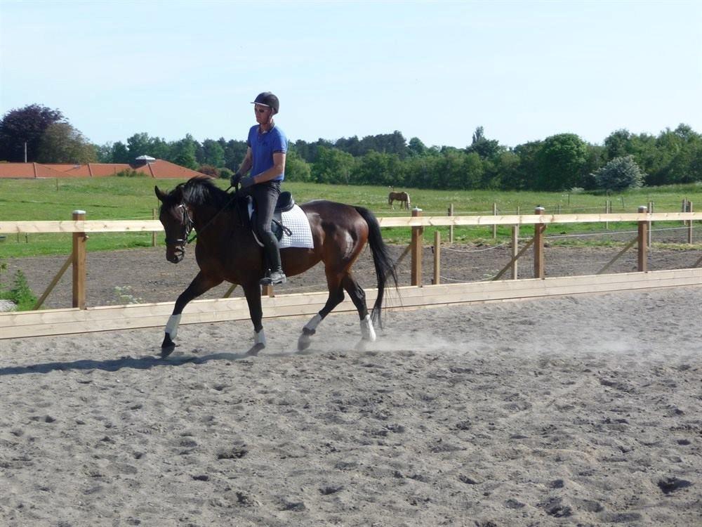 Dansk Varmblod Holmevangs Tess billede 12