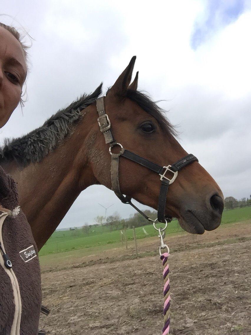 Fransk Varmblod Quatia des vaux billede 16