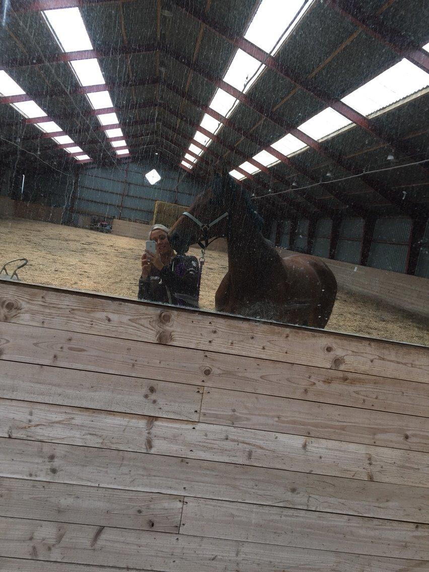 Fransk Varmblod Quatia des vaux billede 15