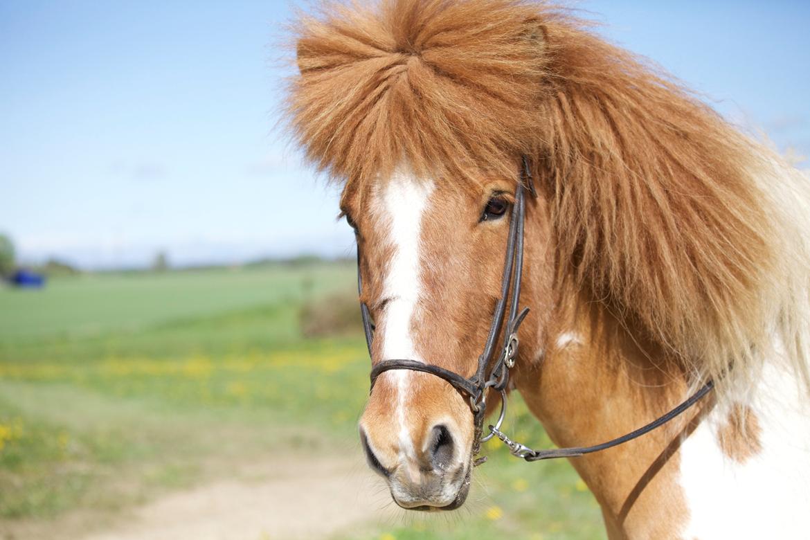 Islænder Lysa fra Søgården billede 1