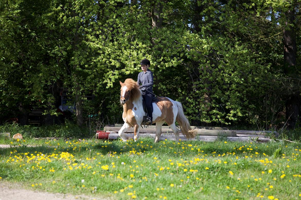 Islænder Lysa fra Søgården billede 17