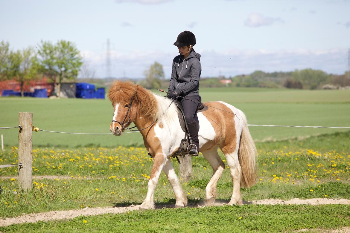 Islænder Lysa fra Søgården billede 19