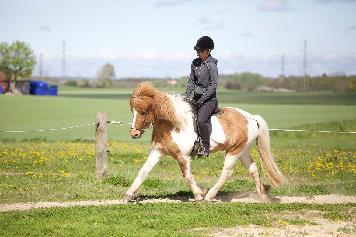 Islænder Lysa fra Søgården billede 2