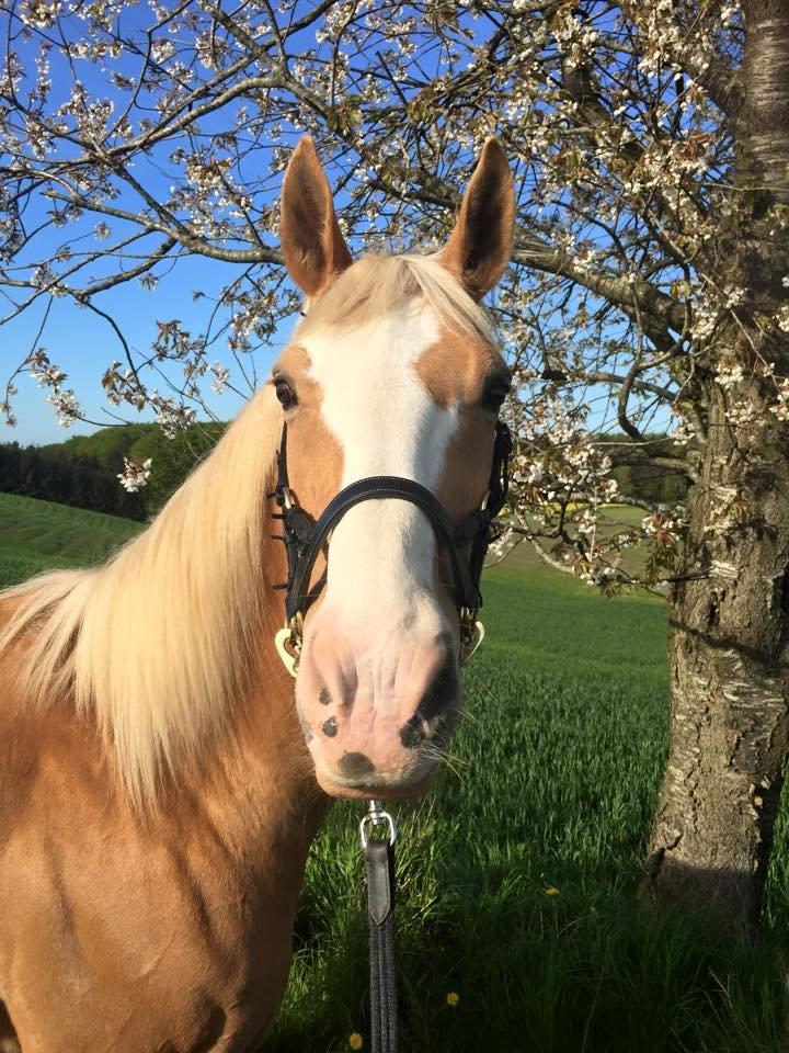 Palomino Crowns Chamberlain billede 2