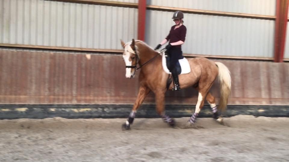 Palomino Crowns Chamberlain billede 6