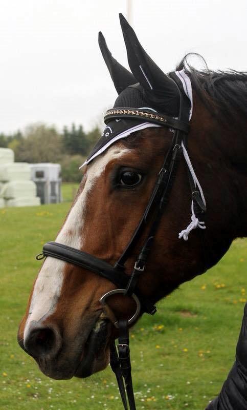 Dansk Varmblod Michigan - Michigan D.9.5-2015. :-)  billede 2