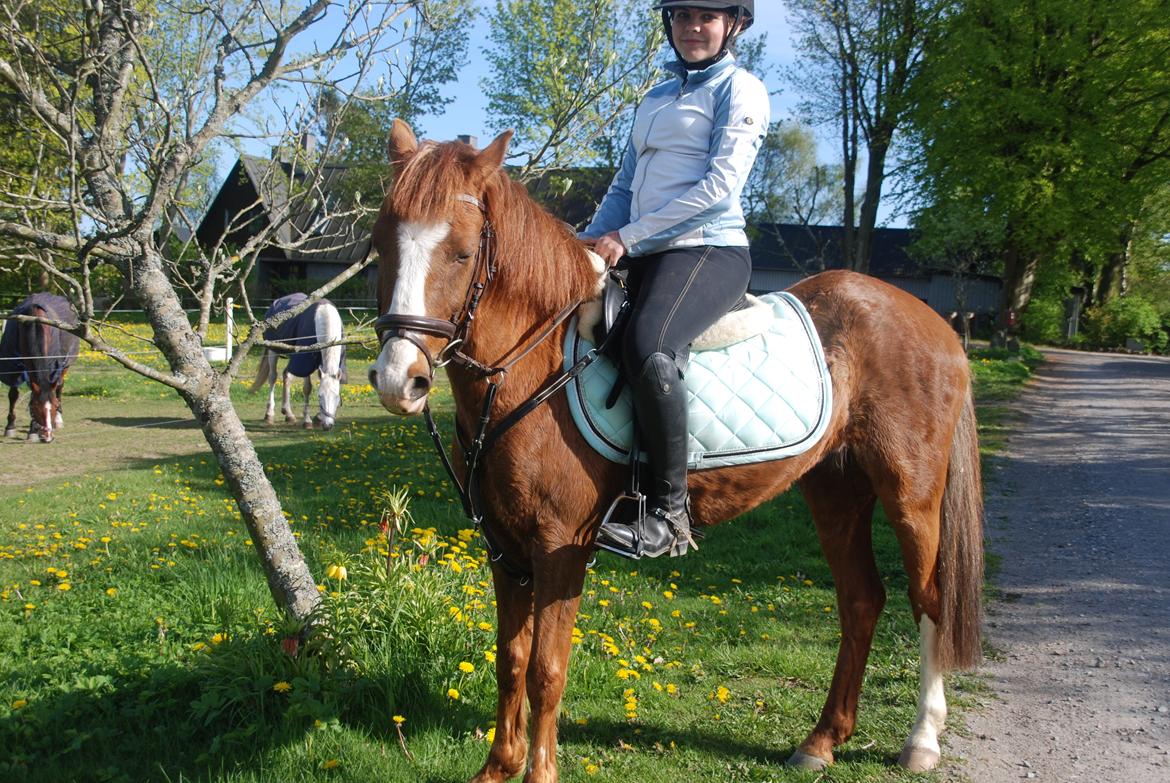 Anden særlig race Ghost billede 14