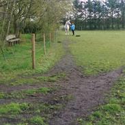 Shagya Araber (SH) Tingbakkes Epogha