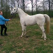 Shagya Araber (SH) Tingbakkes Epogha