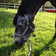 Anden særlig race Chaplin