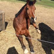 Tysk Sportspony Newes Diamitral S  