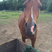 Tysk Sportspony Newes Diamitral S  