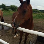 Tysk Sportspony Newes Diamitral S  