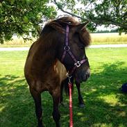 Islænder Atli Asgerdsson fra Litla-Husid