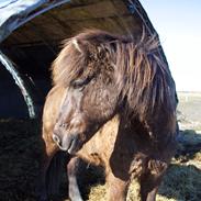 Islænder Atli Asgerdsson fra Litla-Husid