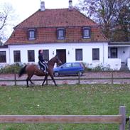 Anden særlig race Taru