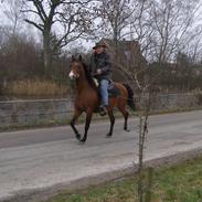 Anden særlig race Taru