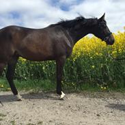 Tysk Oldenburger Holtegårdens Sgt. Pepper