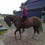 DSP Jægersborgs Dezign