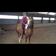 DSP Jægersborgs Dezign