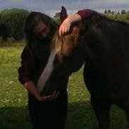 DSP Jægersborgs Dezign