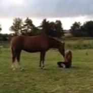 DSP Jægersborgs Dezign