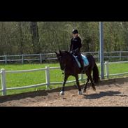 Anden særlig race Tarm's One Million