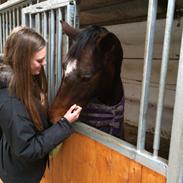 Dansk Varmblod Angelica foldager