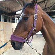 Dansk Varmblod Angelica foldager