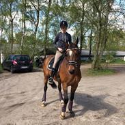 Dansk Varmblod Angelica foldager