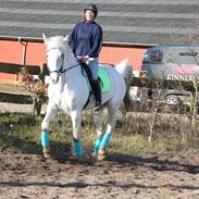 Knabstrupper Meislings Gaston