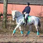 Knabstrupper Meislings Gaston