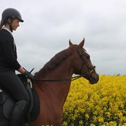 Frederiksborg † Baron Hovvang †