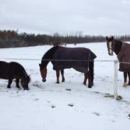 New Forest Stegstedgaards Armani