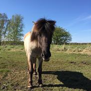 Islænder Loðinn fra Matras