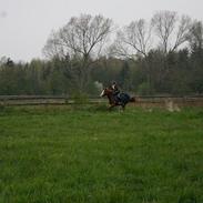 Hollandsk Sportspony Presto