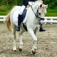 Anden særlig race Zivaldo