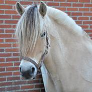 Fjordhest Egelunds Finella