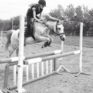 Anden særlig race Zivaldo