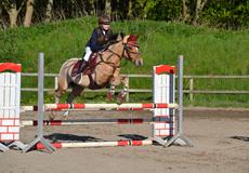 Hollandsk Sportspony Capello Ivo<3 (Min Pony)