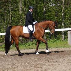 Hollandsk Varmblod Amerette V.D.W