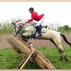 Knabstrupper Rikke Af Dutterup