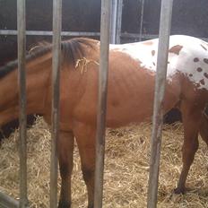 Anden særlig race magnus