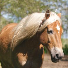Haflinger Nam Nam