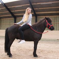 Islænder Barki fra Troldebo