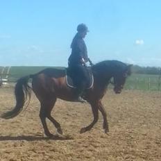 Anden særlig race *L*A*I*K*A*